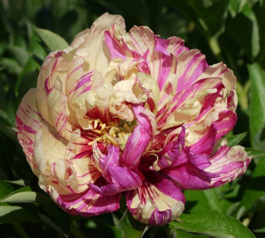 Peony ITO-hybrid: description, best varieties, photos, reviews