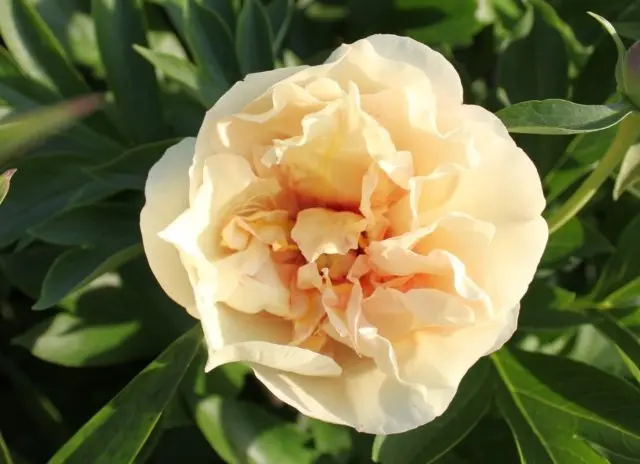 Peony ITO-hybrid: description, best varieties, photos, reviews