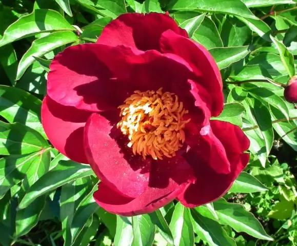 Peony ITO-hybrid: description, best varieties, photos, reviews