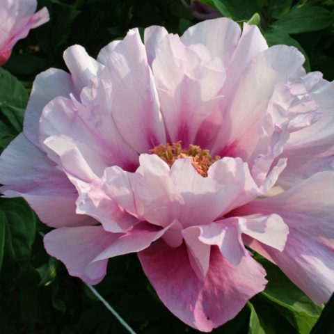 Peony ITO-hybrid: description, best varieties, photos, reviews