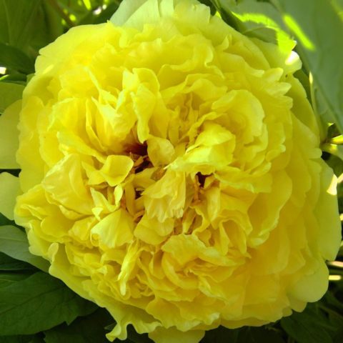 Peony ITO-hybrid: description, best varieties, photos, reviews