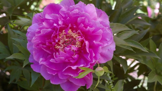 Peony ITO-hybrid: description, best varieties, photos, reviews