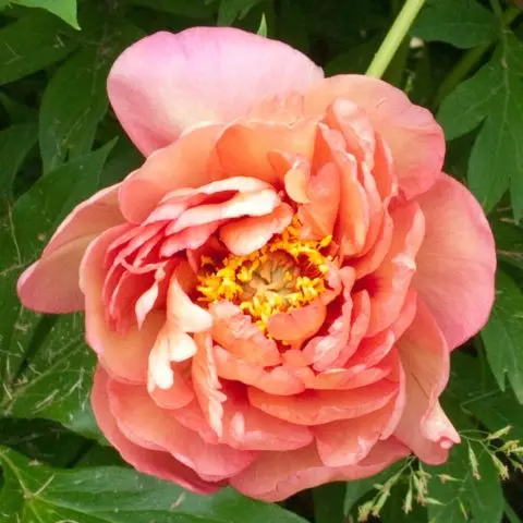 Peony ITO-hybrid: description, best varieties, photos, reviews