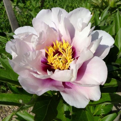 Peony ITO-hybrid: description, best varieties, photos, reviews