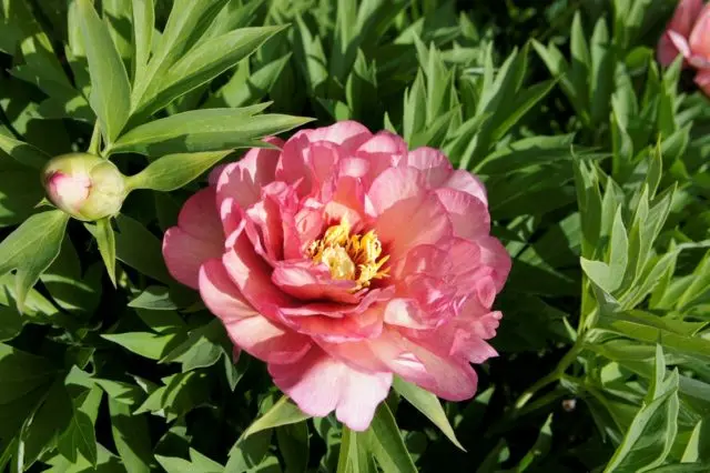 Peony ITO-hybrid: description, best varieties, photos, reviews