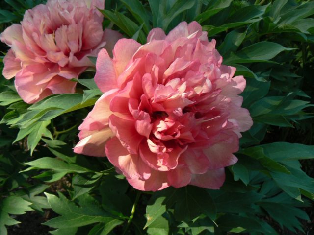 Peony ITO-hybrid: description, best varieties, photos, reviews