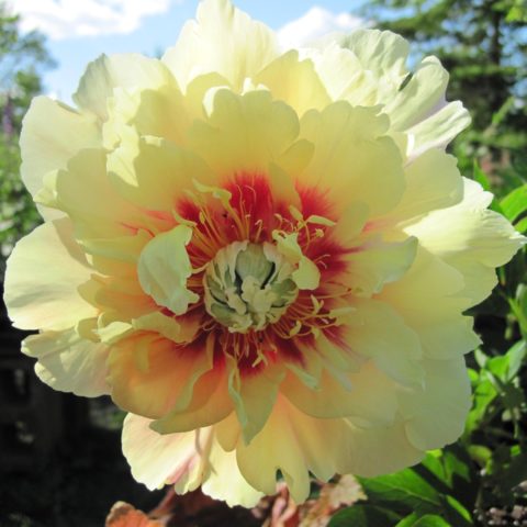 Peony ITO-hybrid: description, best varieties, photos, reviews