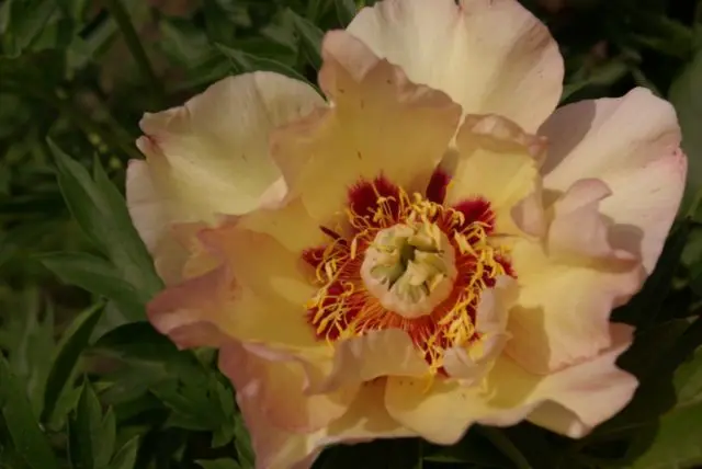 Peony ITO-hybrid: description, best varieties, photos, reviews