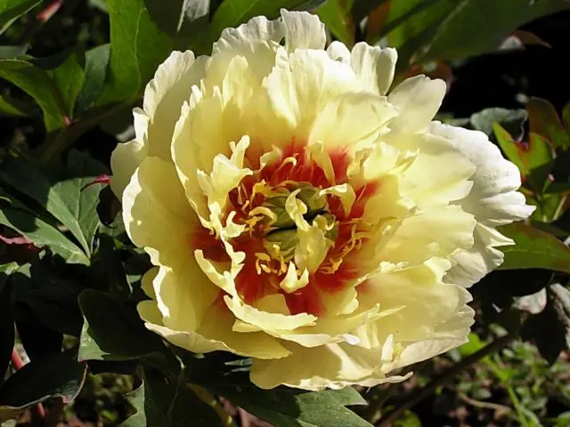 Peony ITO-hybrid: description, best varieties, photos, reviews