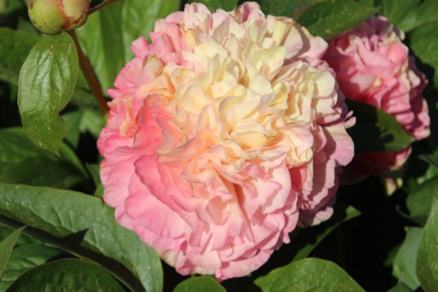 Peony ITO-hybrid: description, best varieties, photos, reviews