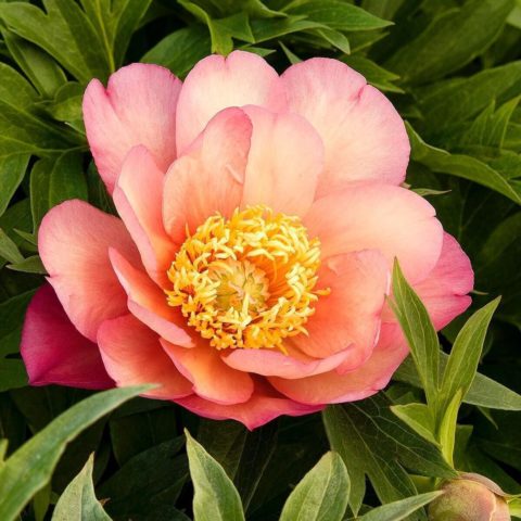 Peony ITO-hybrid: description, best varieties, photos, reviews