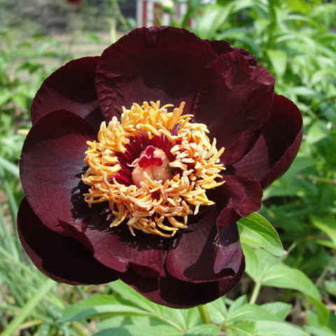 Peony ITO-hybrid: description, best varieties, photos, reviews