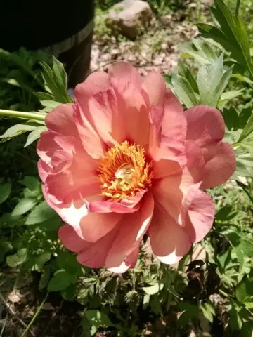 Peony ITO-hybrid: description, best varieties, photos, reviews