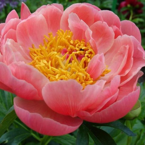 Peony ITO-hybrid: description, best varieties, photos, reviews