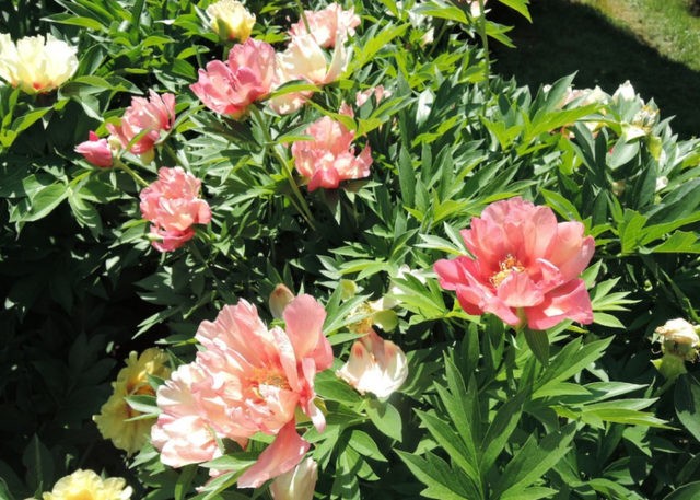 Peony Ito-hybrid Julia Rose: photo and description, reviews