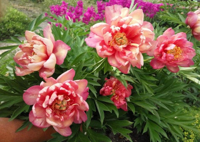 Peony Ito-hybrid Julia Rose: photo and description, reviews