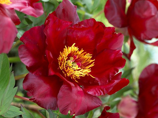 Peony Ito hybrid Scarlet Heaven: photo and description, reviews