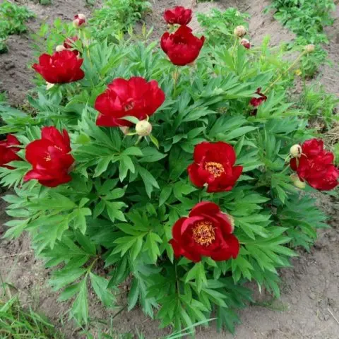 Peony Ito hybrid Scarlet Heaven: photo and description, reviews