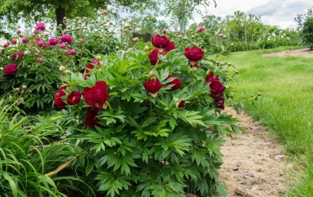 Peony Ito hybrid Scarlet Heaven: photo and description, reviews