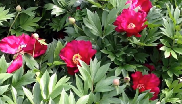 Peony Ito hybrid Scarlet Heaven: photo and description, reviews