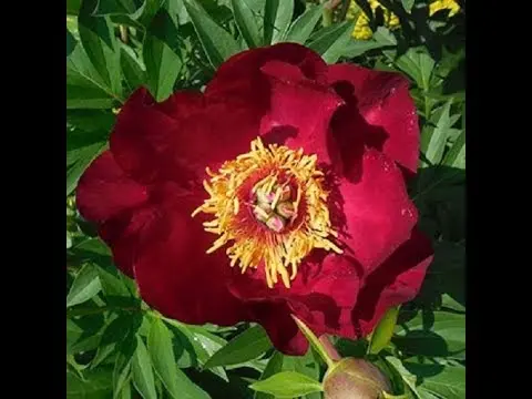 Peony Ito hybrid Scarlet Heaven: photo and description, reviews