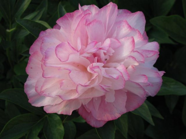 Peony Joker: photo and description, reviews