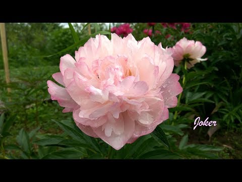 Peony Joker: photo and description, reviews