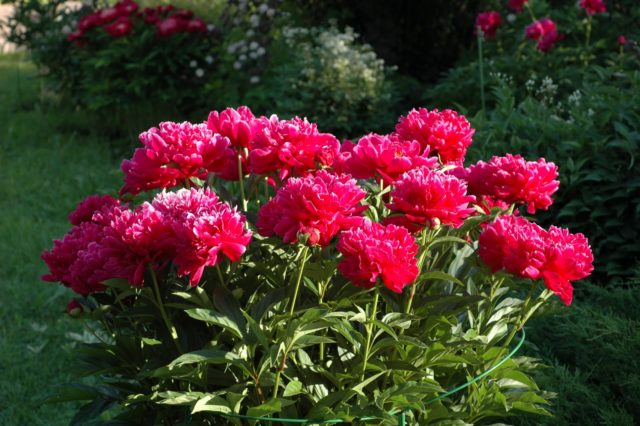 Peony Kansas: photo and description, reviews