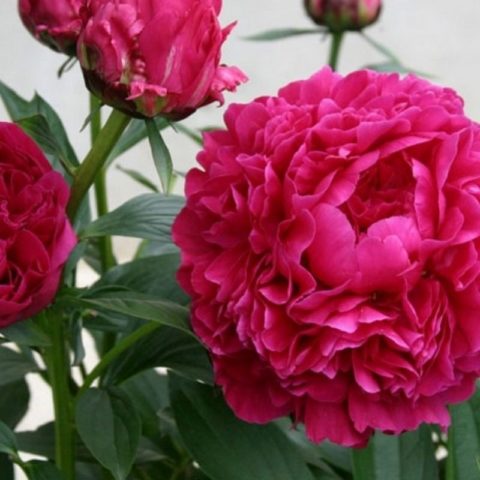 Peony Kansas: photo and description, reviews