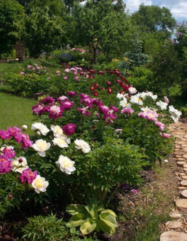 Peony Kansas: photo and description, reviews