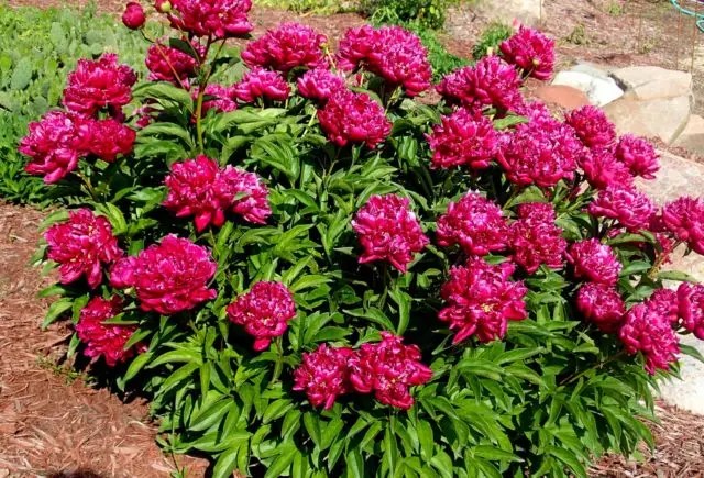 Peony Kansas: photo and description, reviews