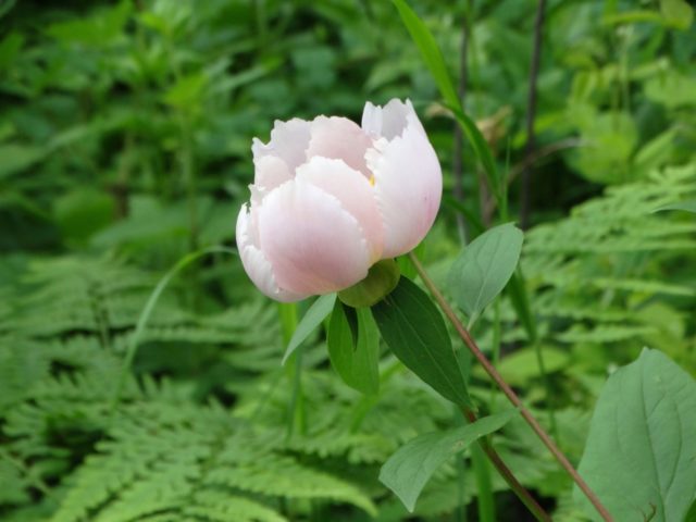 Peony lactiferous: photo and description, varieties, difference from herbaceous