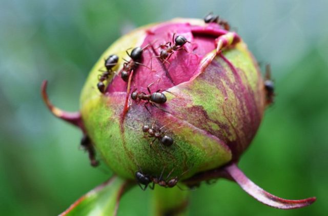 Peony lactiferous: photo and description, varieties, difference from herbaceous