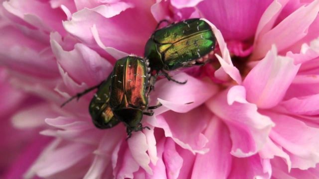 Peony lactiferous: photo and description, varieties, difference from herbaceous