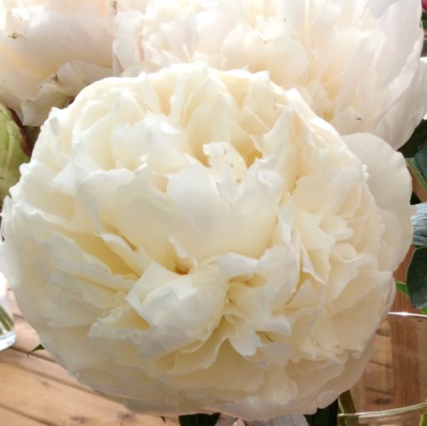 Peony lactiferous: photo and description, varieties, difference from herbaceous