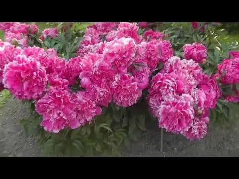 Peony lactiferous: photo and description, varieties, difference from herbaceous