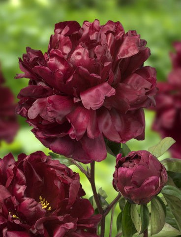 Peony lactiferous: photo and description, varieties, difference from herbaceous