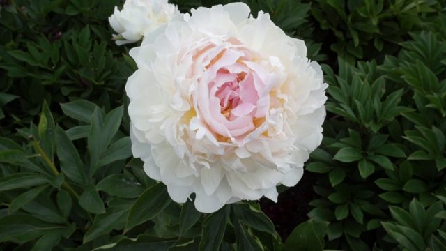 Peony lactiferous: photo and description, varieties, difference from herbaceous