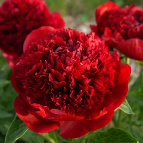 Peony lactiferous: photo and description, varieties, difference from herbaceous