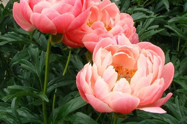 Peony lactiferous: photo and description, varieties, difference from herbaceous