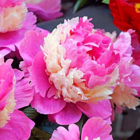 Peony lactiferous: photo and description, varieties, difference from herbaceous