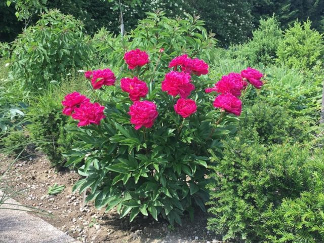 Peony lactiferous: photo and description, varieties, difference from herbaceous