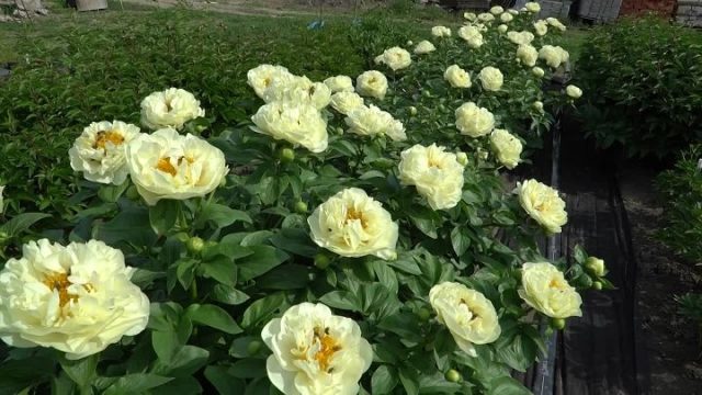 Peony Lemon Chiffon (Lemon Chiffon): photo and description, reviews