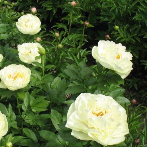 Peony Lemon Chiffon (Lemon Chiffon): photo and description, reviews