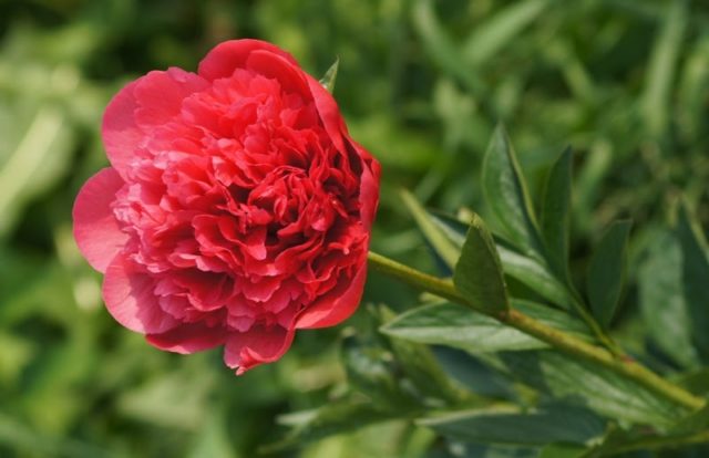 Peony Lorelei (Lorelei): photo and description, reviews