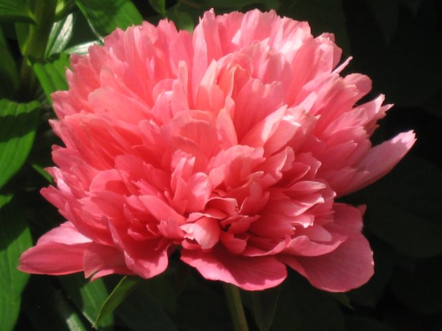 Peony Lorelei (Lorelei): photo and description, reviews