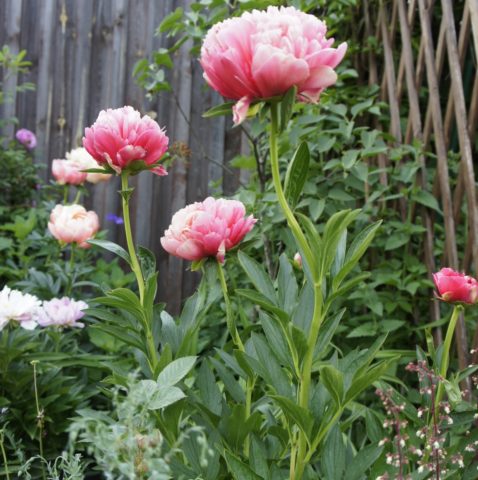 Peony Lorelei (Lorelei): photo and description, reviews