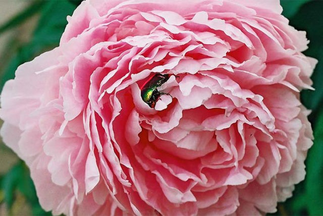 Peony Lorelei (Lorelei): photo and description, reviews