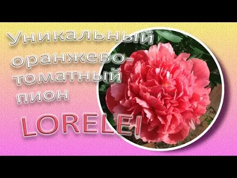 Peony Lorelei (Lorelei): photo and description, reviews