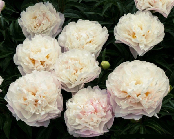 Peony Madame Kahlo (M-me Calot): photo and description, reviews